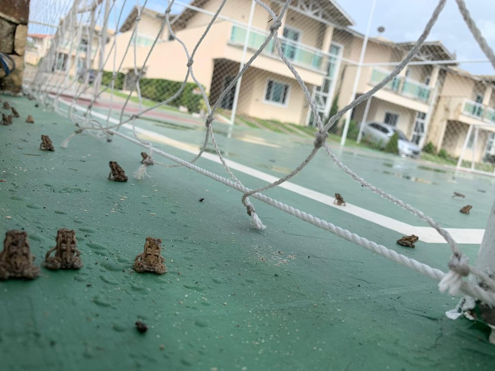 Moradores se assustam com "invasão" de sapos em condomínio perto de lagoa, em Fortaleza. — Foto: Isanelle Nascimento/ SVM