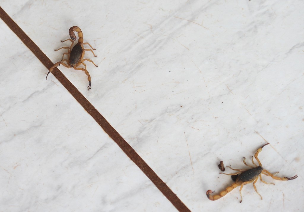 Dois escorpiões amarelos venenosos (Tityus serrulatus) (Foto: Flickr/Luiz Carlos Rocha/Creative Commons)