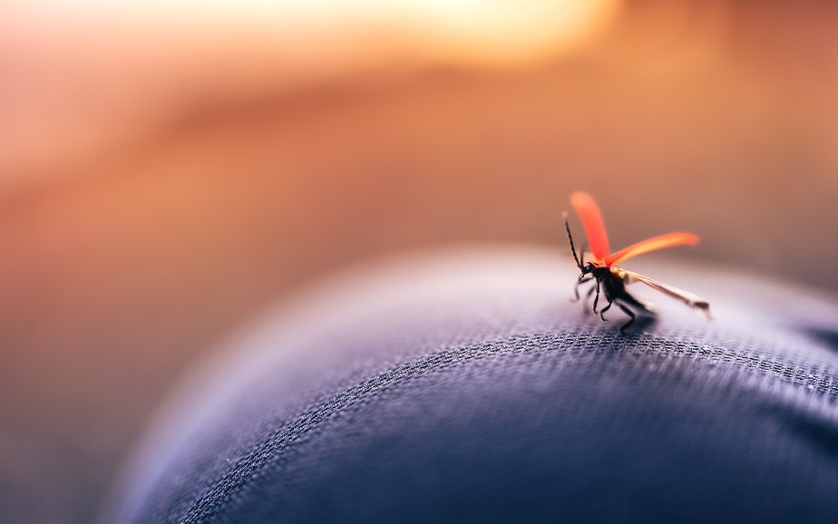 Ferramenta prevê incidência de mosquitos na sua região; saiba como