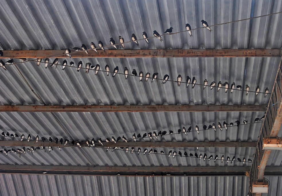 Andorinhas do caribe registradas em Patos do Piau  Foto: Eudes da Silva Feitosa