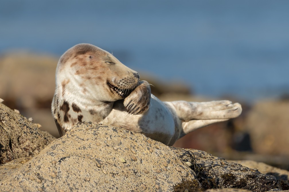 'Sr. Risadinhas': a foto mostra um filhote de foca cinza que parece estar rindo em Ravenscar, na Inglaterra. — Foto: © Martina Novotna /Comedywildlifephoto.com