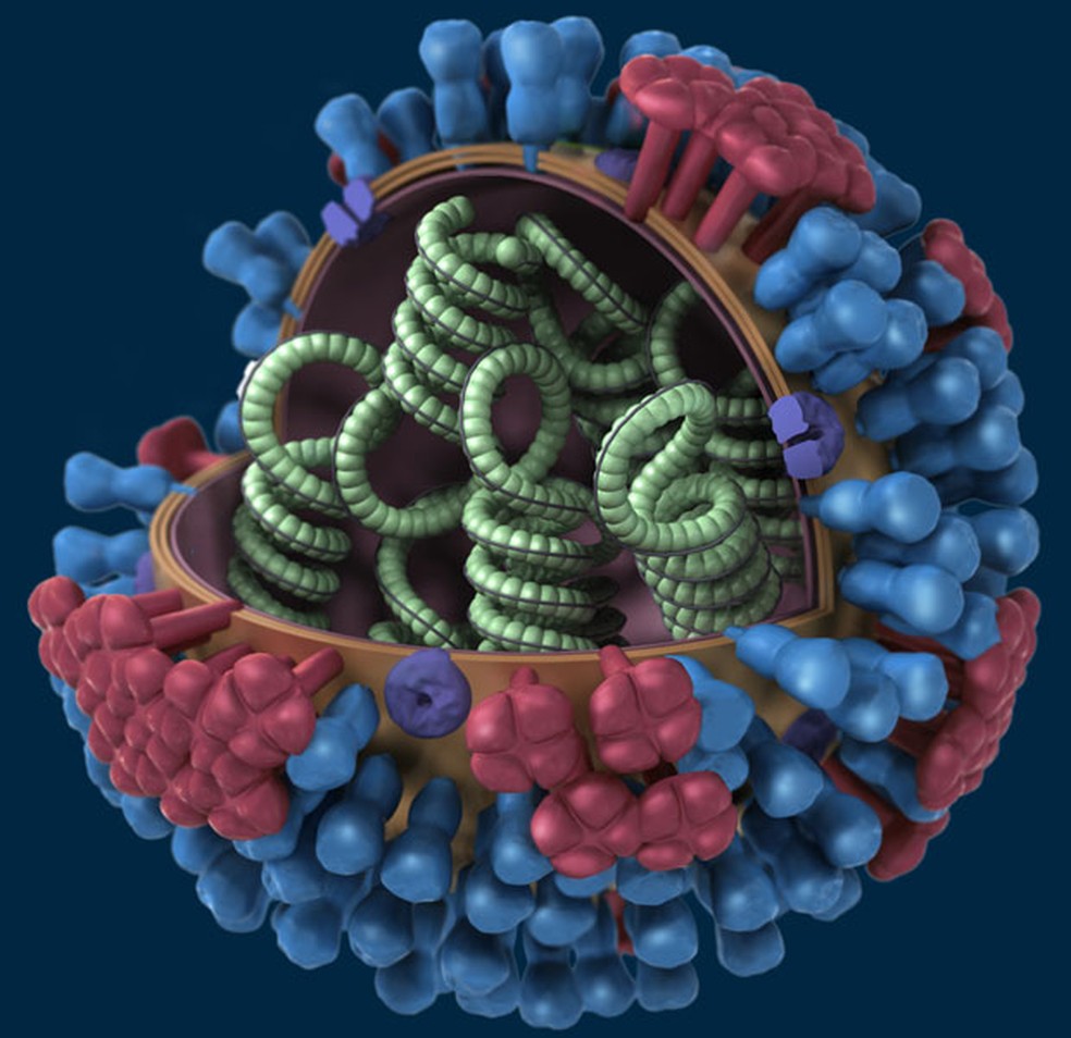 IlustraÃ§Ã£o representa vÃ­rus influenza  (Foto: Centers for Disease Control and Prevention/DivulgaÃ§Ã£o)