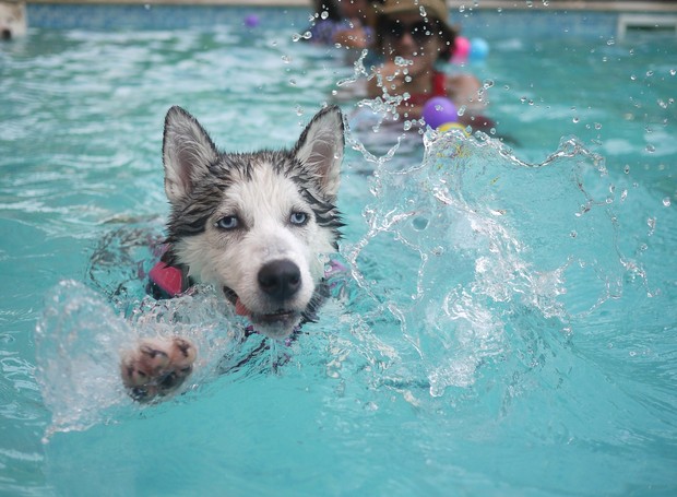 A natação ajuda os pets a gastarem energia com menor impacto nas articulações e nos ligamentos (Foto: Piabay / Iannnnn / CreativeCommons)