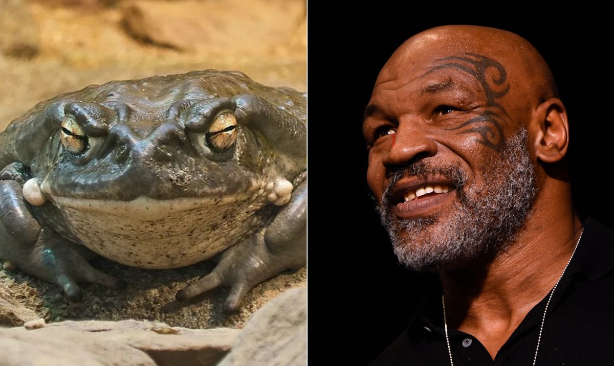 Droga extra&iacute;da de sapo, proibida no Brasil, &eacute; usada por nomes como Mike Tyson e Chelsea Handler