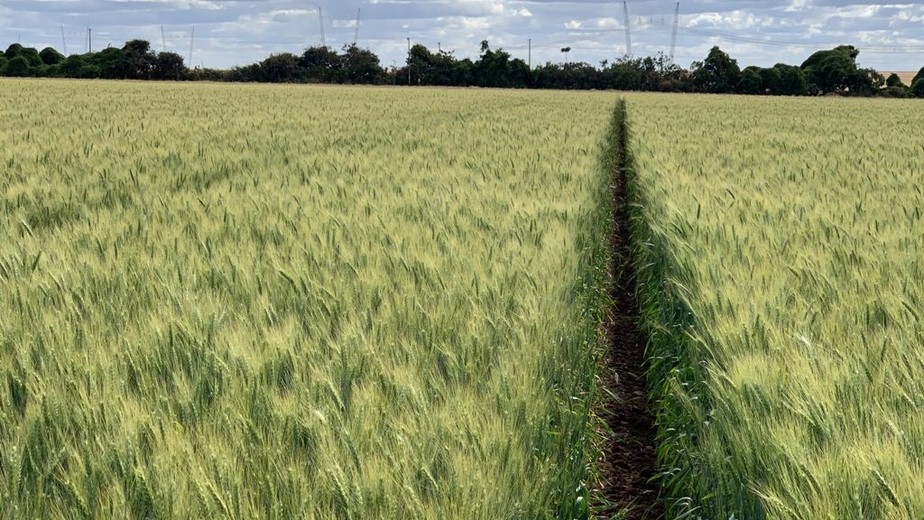 Manter a política de expansão do trigo para o Cerrado brasileiro é uma das reivindicações do setor para o presidente eleito Luiz Inácio lula da Silva