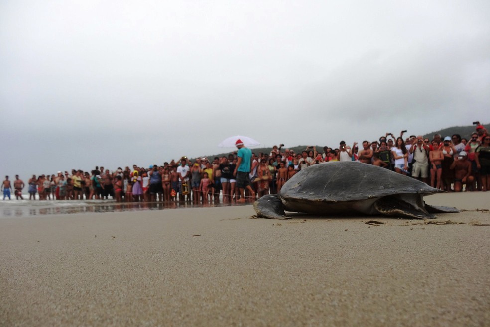 Tartaruga-verde foi devolvida ao mar em Natal (arquivo) — Foto: Tamar/Divulgação