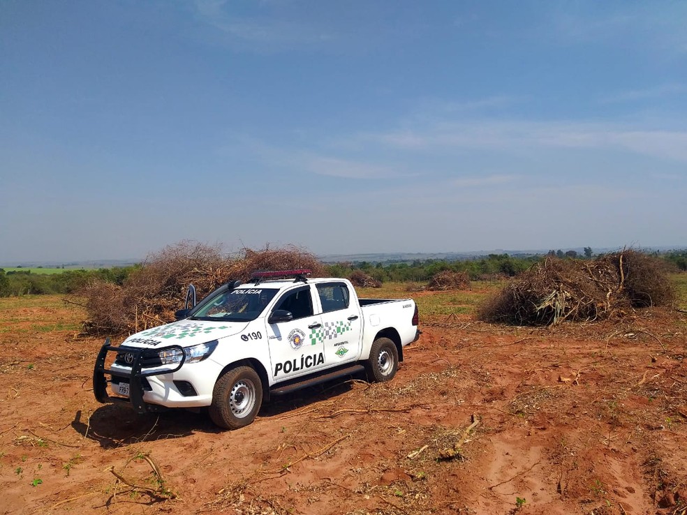 Multas foram aplicadas pelo corte de quase 500 árvores em Mirante do Paranapanema — Foto: Polícia Militar Ambiental