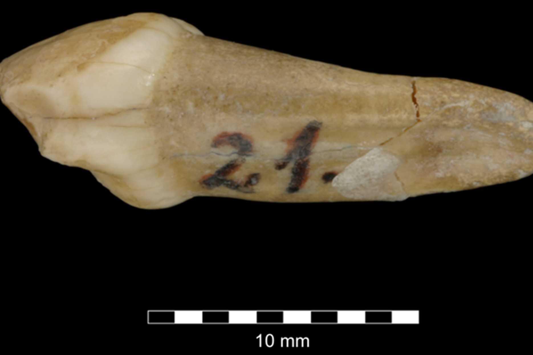 Dentes de crianças neandertais cresciam mais rápido do que de humanas  (Foto: Luke Mjeda/Croatian Natural History Museum)