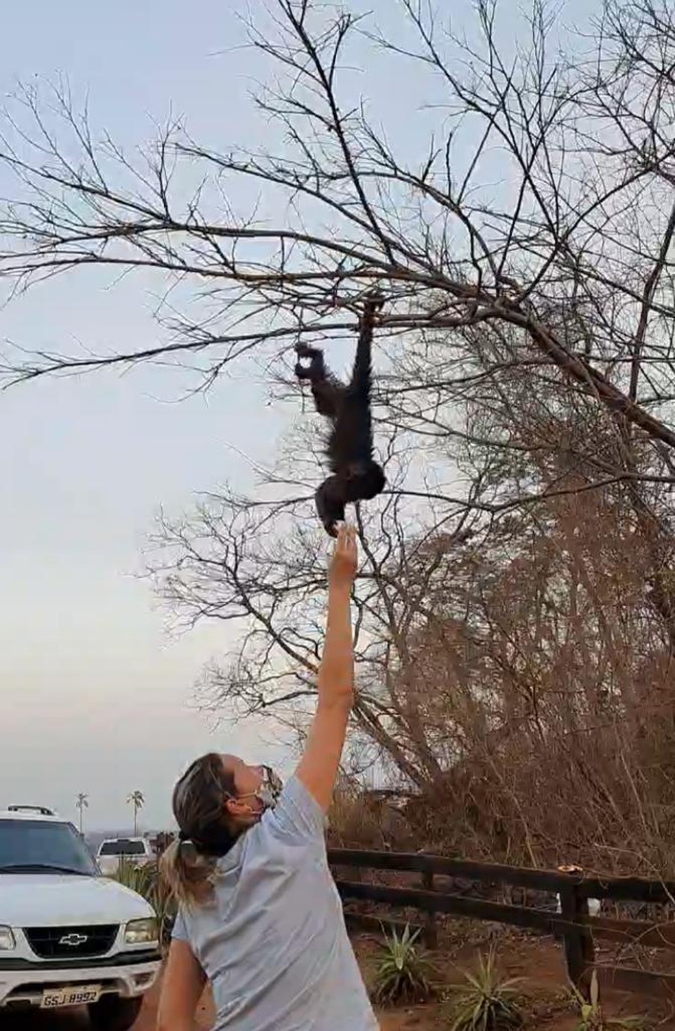 Macacos fugiram do fogo e foram para a cidade em Nhandeara — Foto: Divulgação/Fabiana Gomes 