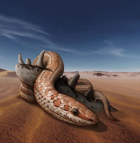 Cobra da espécie Najash rionegrina (Foto: Universidade de Alberta )