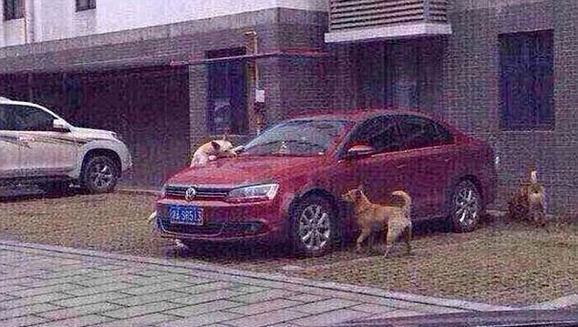 Cachorros atacam carro de agressor na China (Foto: reprodução)