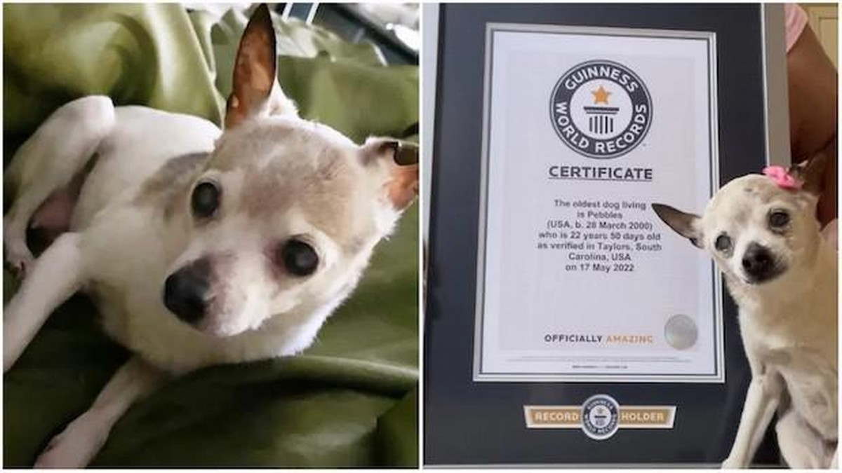 Novo recorde o cachorro mais velho do mundo tem 22 anos