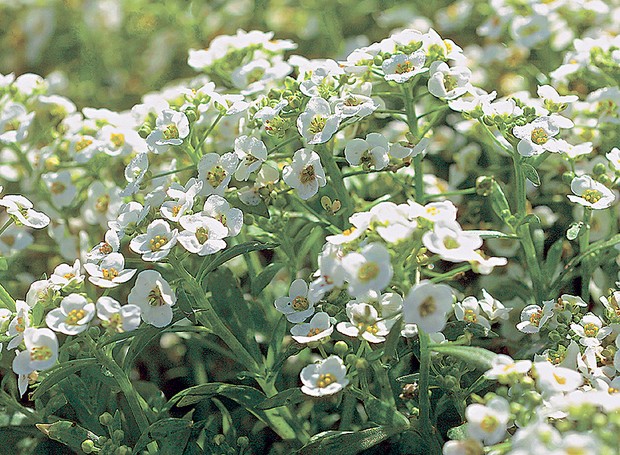 10 flores para deixar o seu jardim mais perfumado - Casa e Jardim |  Paisagismo