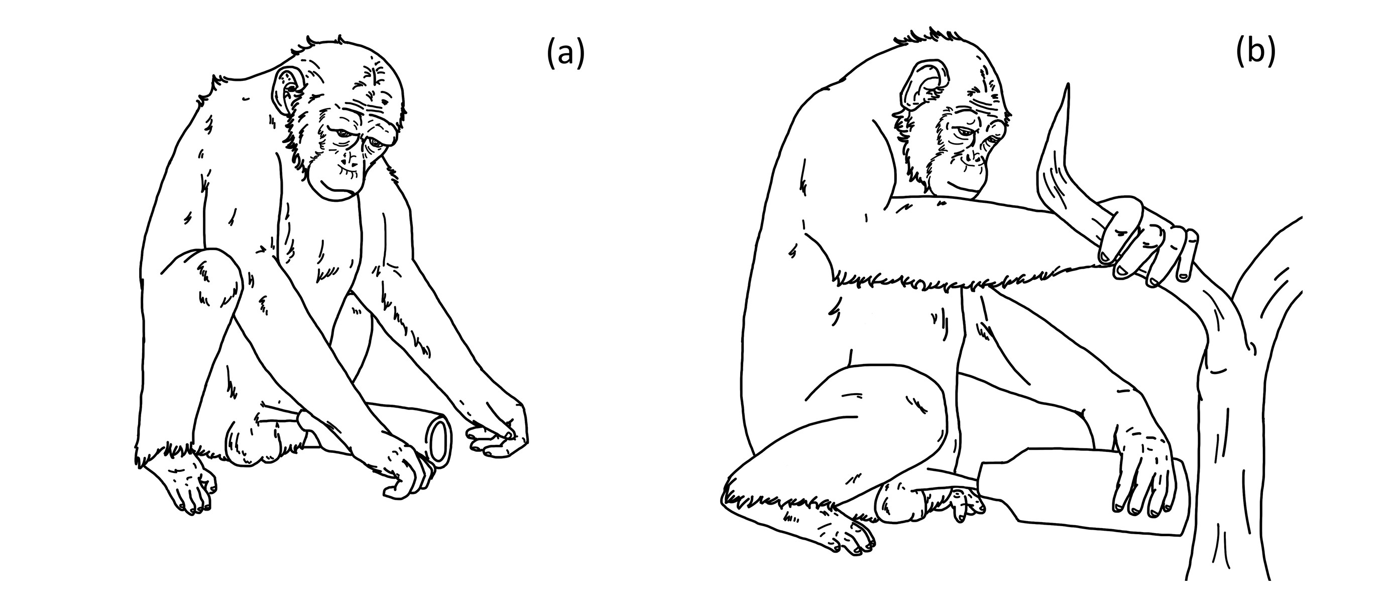 Ilustração mostra como macaco usava a garrafa para se satisfazer  (Foto: Matthew R. McLennan et. al)