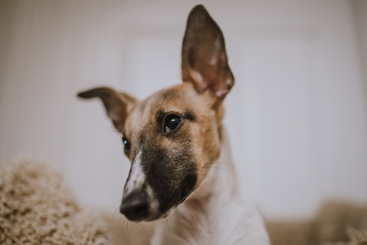 Junto ao olfato, a audição canina é um sentido que supera a visão nos cães – por isso, estudiosos defendem que o teste do espelho não seria o ideal para testar esta espécie (Foto: Unsplash/ Mitchell Orr/ CreativeCommons)