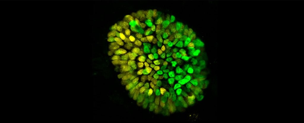 Cientistas criaram em laboratório modelo de embrião de 14 dias (Foto: Mijo Simunovic/Universidade Rockefeller)