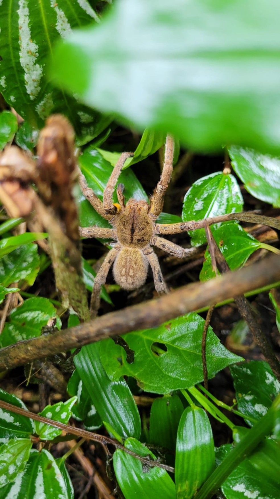 Capturada dentro de casa, aranha-armadeira foi solta em área de mata — Foto: Christian Raboch