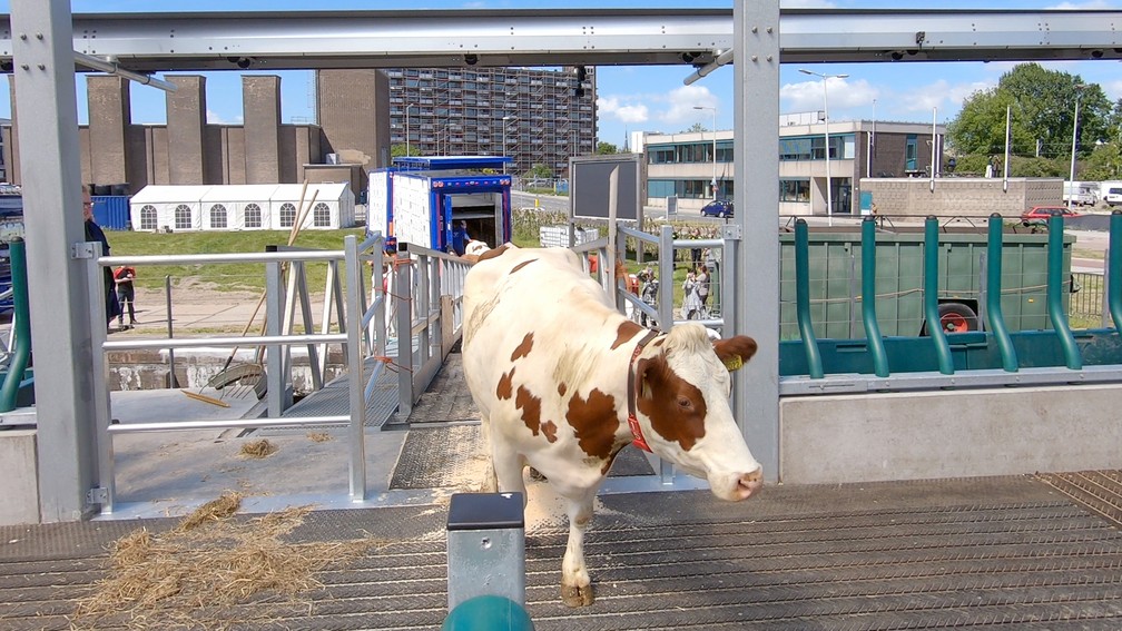 Vaca entra na "fazenda flutuante" na Holanda — Foto: Floatingfarm.nl/Handout via REUTERS
