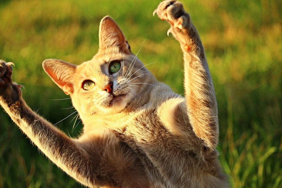 Cortar unhas de gatos em procedimento específico é realizado para evitar que o animal provoque cortes ou arranhões em pessoas e objetos (Foto: Pixabay/Rihaij/Creative Commons)