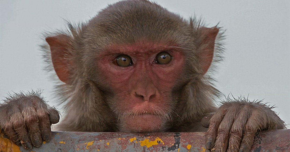 Macaco ou primata? Entenda as diferenças entre os termos, Comportamento