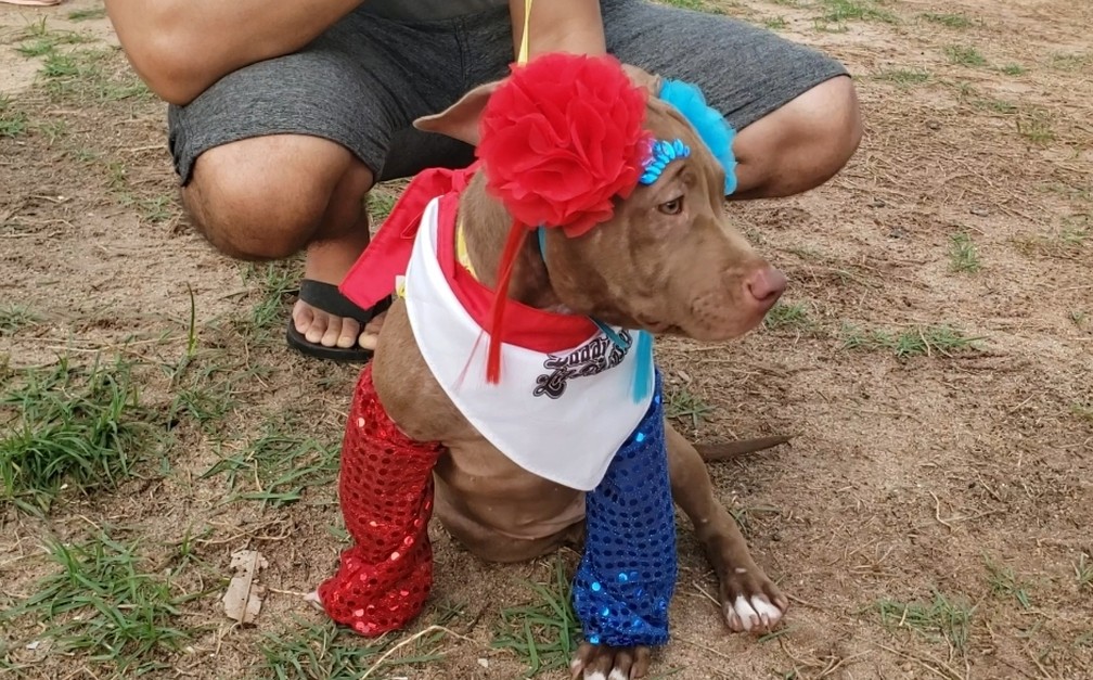 Bloco de cachorros chamou a atenção de quem passava pelas ruas de Mossoró — Foto: Iara Nóbrega/Inter TV Costa Branca