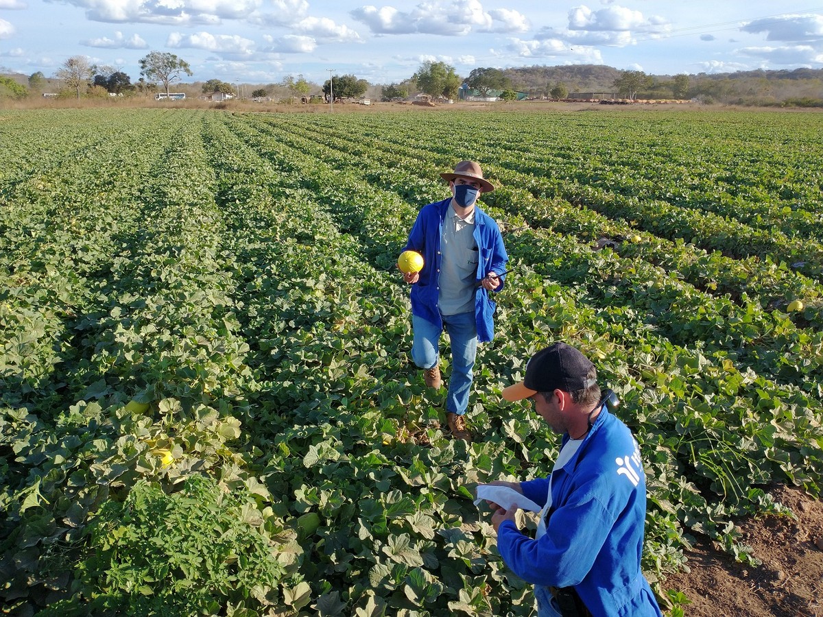 Cresce a procura por profissionais no agronegócio; veja cargos e salários