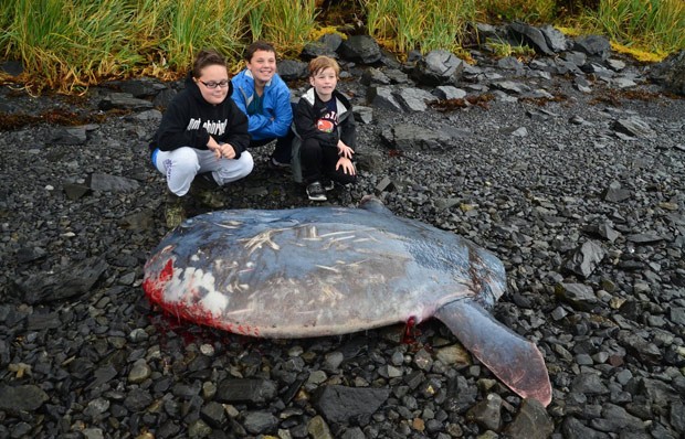 Peixe gigante foi encontrado em praia no Alasca (Foto: Reprodução/Facebook/Wendy Armstrong Ranney)