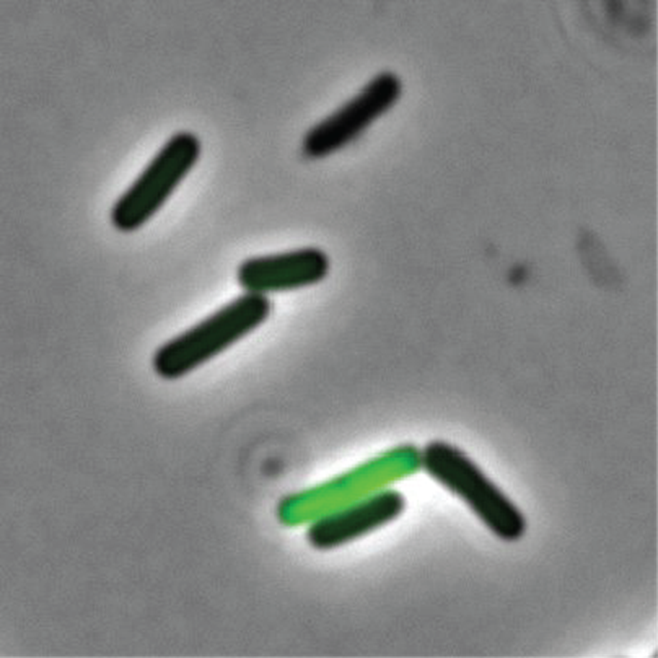 Imagem de microscópio fluorescente mostra célula em verde capaz de absorver DNA do ambiente