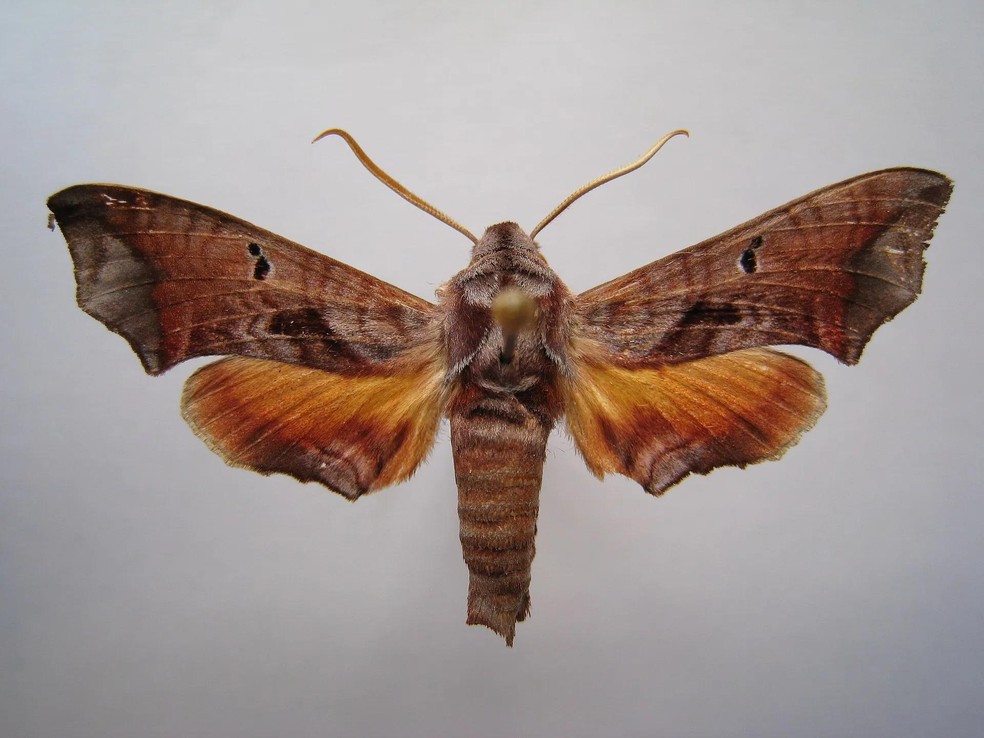 Mariposa-esfinge – Nyceryx mielkei — Foto: ( Ian Kitching/ Wikimedia Commons/ CreativeCommons)