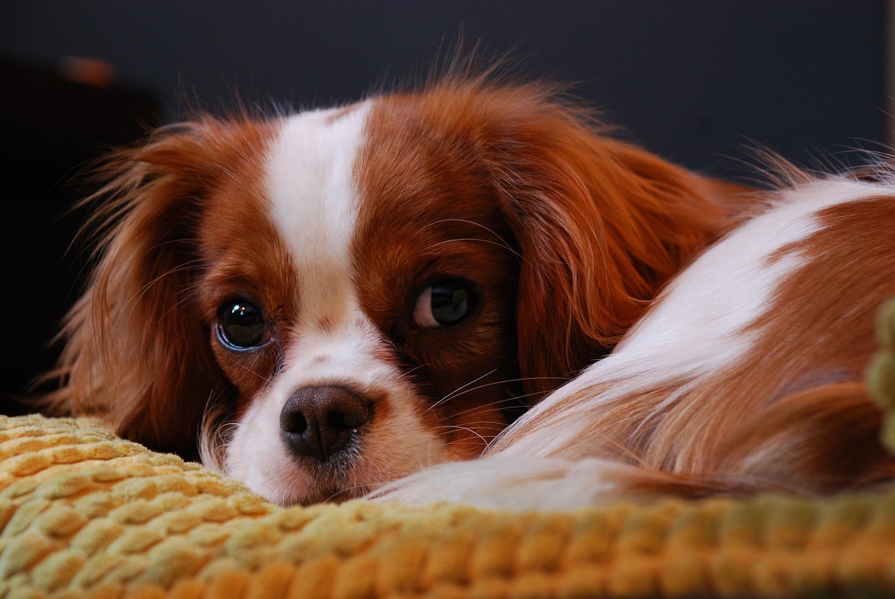 São cães tranquilos e não exigem atividades extras para gasto de energia (Foto: Pixabay/Paweł Kenar/CreativeCommons)