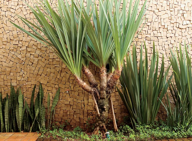 A espada-de-são-jorge é um antigo aliado dos supersticiosos para proteger a casa. Não custa tentar, né? (Foto: Arquivo Casa e Jardim)