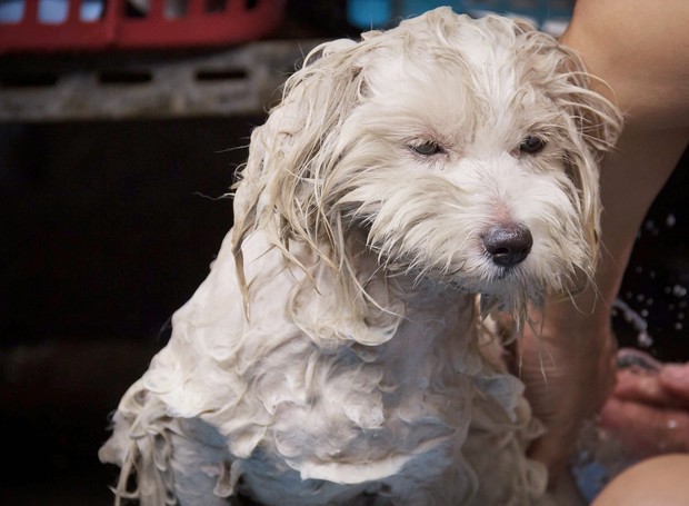 Tratamento da seborreia canina envolve banhos com shampoos específicos (Foto: Pixabay / Kengkreingkrai / CreativeCommons)