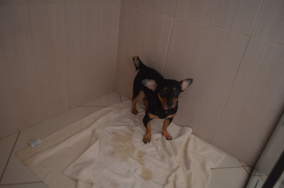 Animais são castrados e ficam na clínica até o fim da recuperação (Foto: Adelcimar Carvalho/G1)