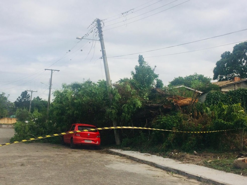 Queda de árvore danifica rede elétrica em Criciúma neste sábado (27) — Foto: Defesa Civil/Divulgação