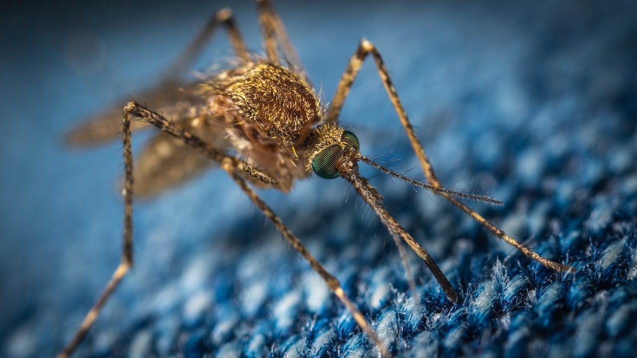 Mosquitos que também se alimentam de outros animais podem trazer células destes hospedeiros à pele dos humanos, causando uma reação imunológica (Foto: Pexels/ Egor Kamelev/ CreativeCommons)