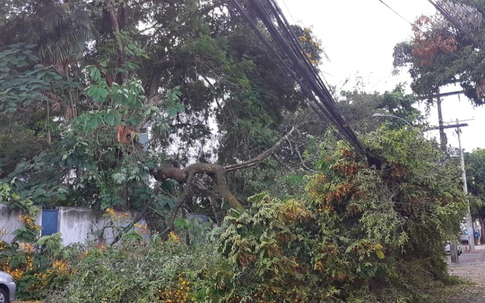 Árvore caiu na Rua Macapá, em Ondina — Foto: Adriana Oliveira/TV Bahia