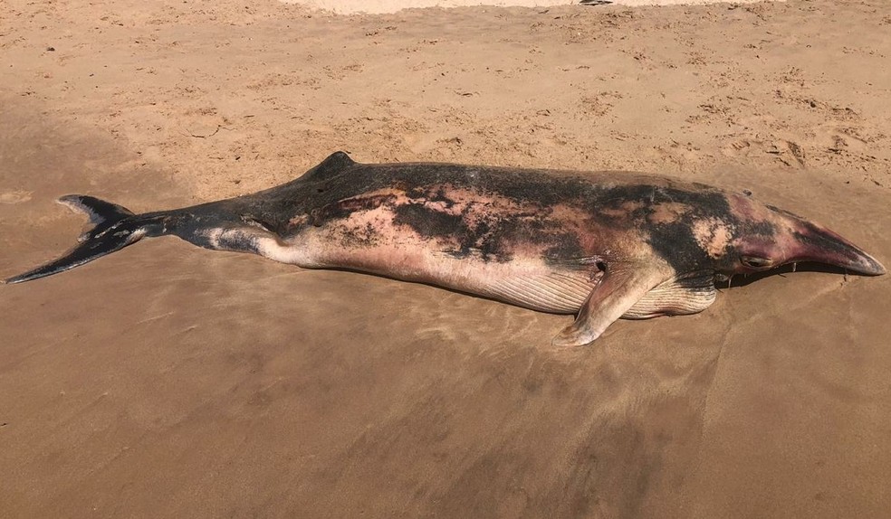 Filhote foi encontrado em Maraú, tem aproximadamente 5 metros de comprimento e encalhou na praia. — Foto: Acervo Núcleo de Encalhes de Animais Marinhos/ Projeto (A)mar
