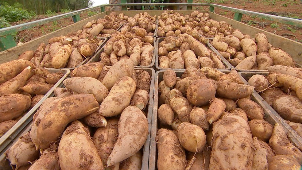 Batata com sabor de fruta é colhida em SP  — Foto: Reprodução/TV TEM