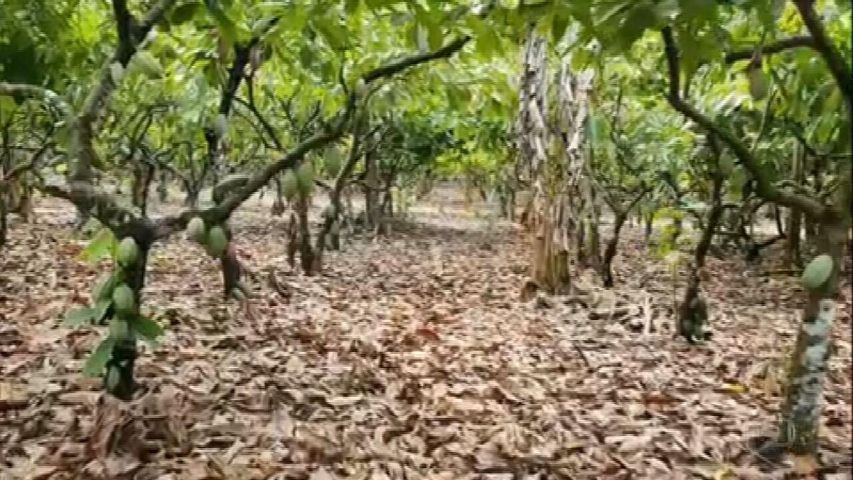 Agricultores no Pará mostram ser possível produzir o ano todo preservando a natureza thumbnail