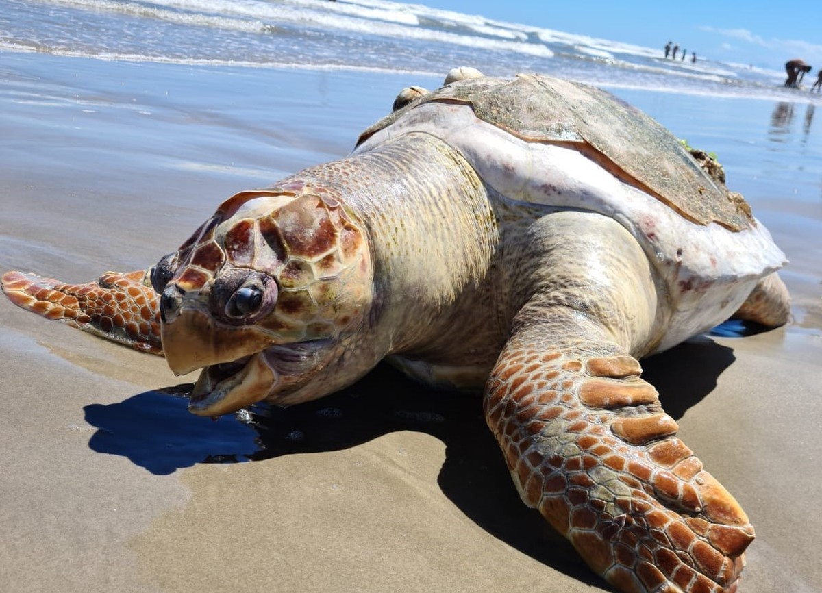 Tartaruga Com Mais De 65 Kg é Achada Morta Em Praia Do Litoral De Sp Santos E Região G1 