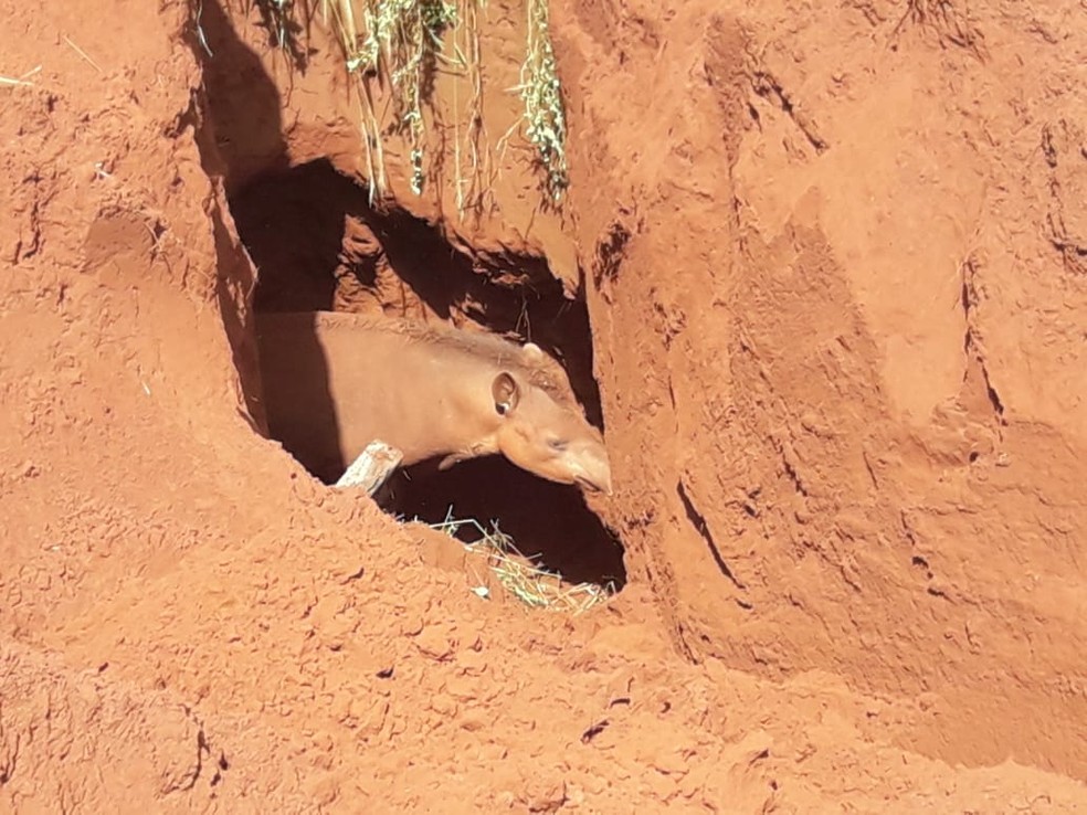 Gurinhatã: Com máquinas pesadas, polícia ambiental monta 'operação de guerra' para retirar anta caída em cisterna de 5 metros