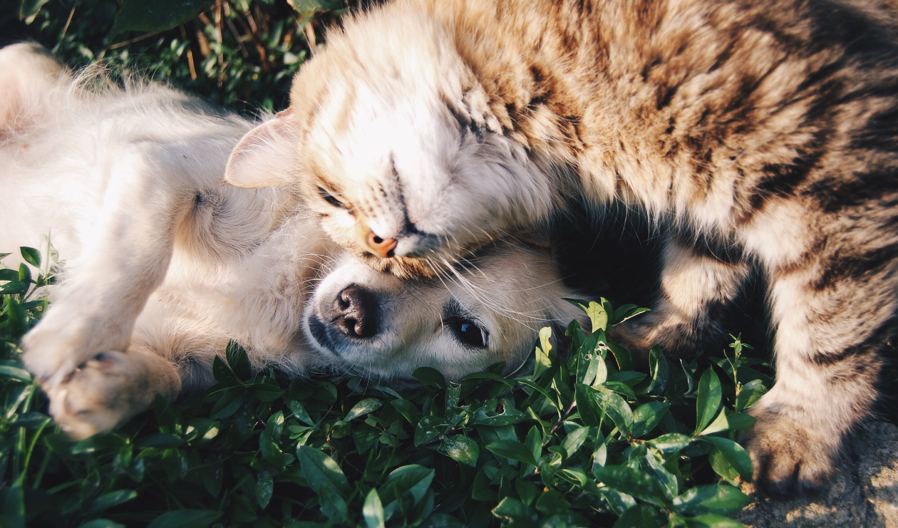 Pesquisa mostra que gatinhos gostam tanto de afeto quanto os cachorros (Foto: PxHere/Creative Commons)