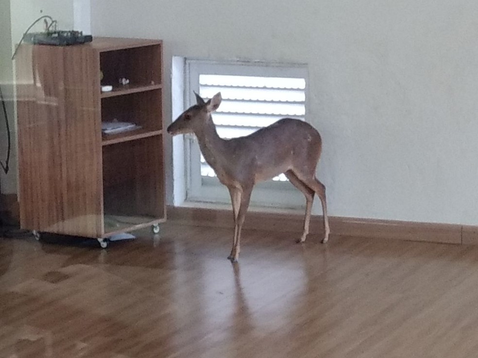 Veado ficou parado na sala de ginástica se olhando no espelho e depois foi capturado pela polícia ambiental (Foto: Polícia Militar de Meio Ambiente/Divulgação)