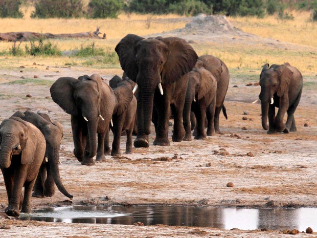    Elefantes são fotografados em parque nacional do Zimbábue, em foto de 2014  (Foto: Reuters/Philimon Bulawayo/File Photo)