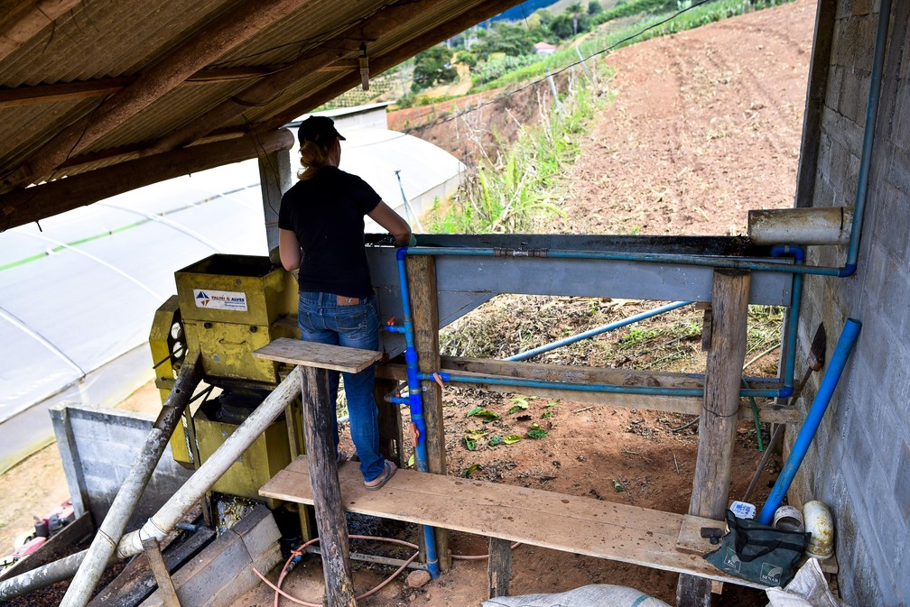 Esposa de produtor trabalha na secagem do café conilon em propriedade de Itarana, no Espírito Santo  (Foto: Vinícius Gonçalves/ TV Gazeta)