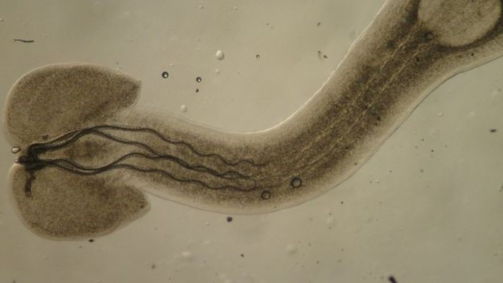Alguns parasitas completam seu ciclo de vida em vários hospedeiros — Foto: Getty Images via BBC
