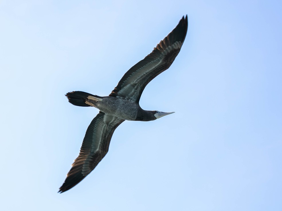 Aves características de mares tropicais e subtropicais como os atobás foram flagrados na expedição — Foto: Rita Carvalho/VCnoTG