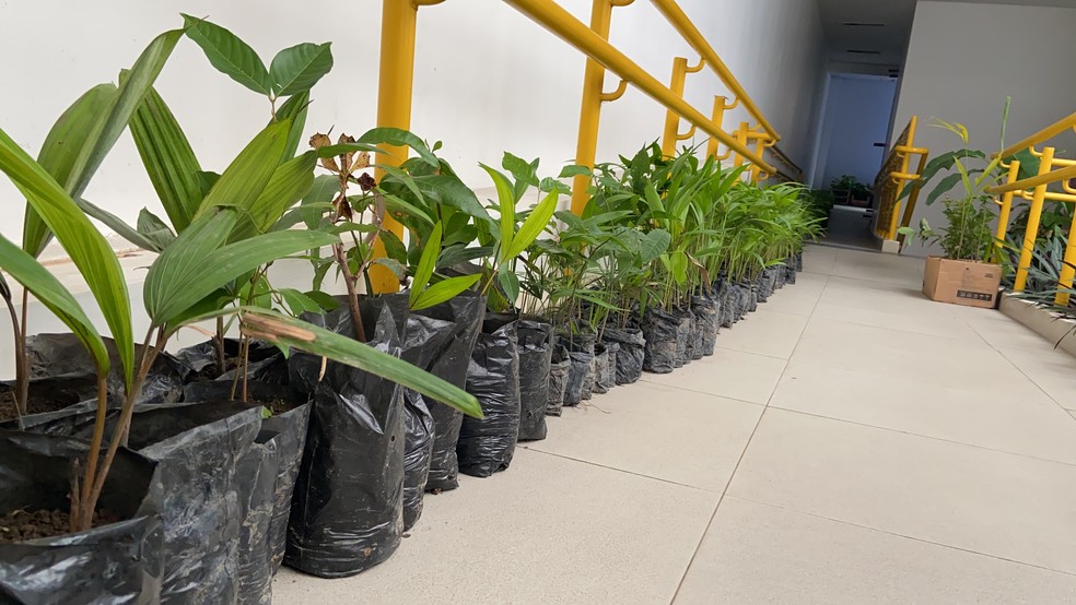 Abertas inscrições para o Programa Agente Jovem Ambiental no MA  — Foto: Patrick Marques/G1 AM