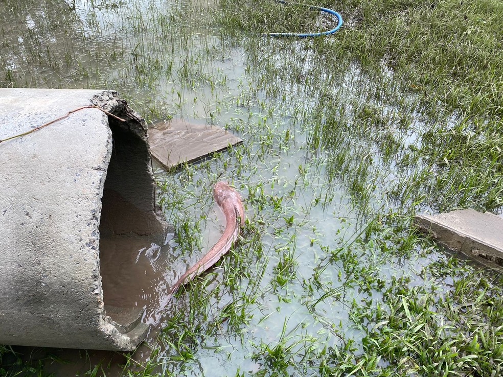 Após alagamento, um peixe apareceu em uma das áreas do condomínio — Foto: Fábio Santos / TV Globo