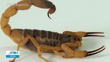 Uma das espécies de escorpião mais venenosas do mundo é encontrada em Araguaína